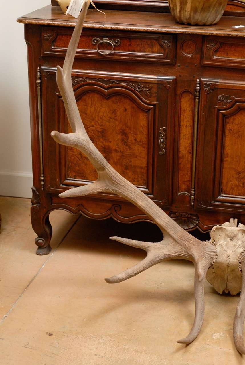 19th Century Pair of Large Antlers