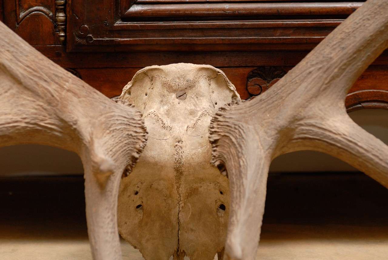 Pair of Large Antlers 1