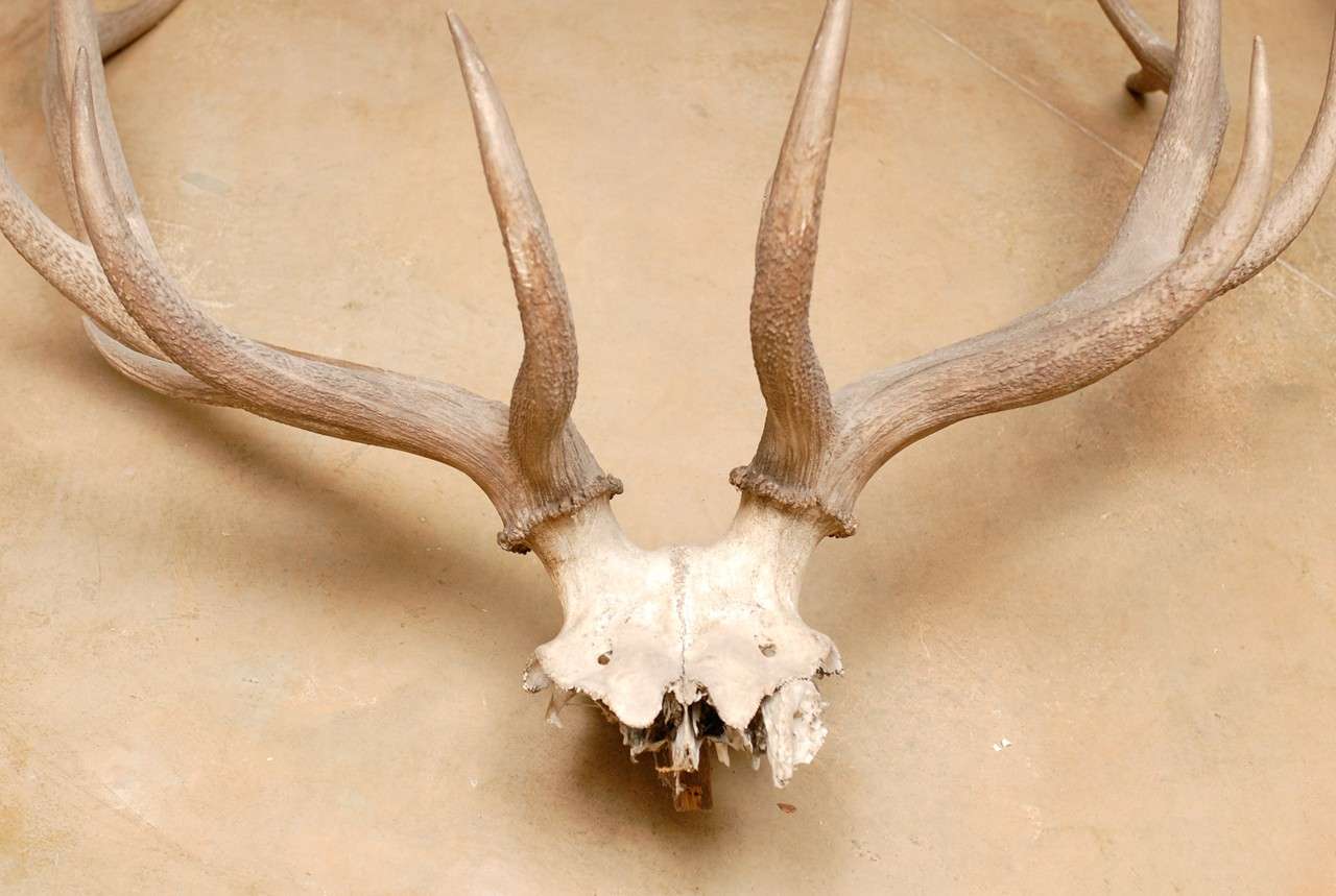 Pair of Large Antlers 2
