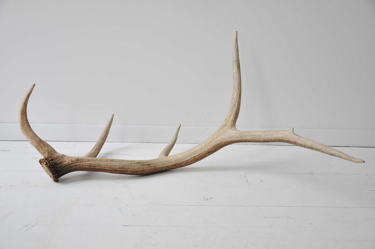 Large pair of Elk Antlers.