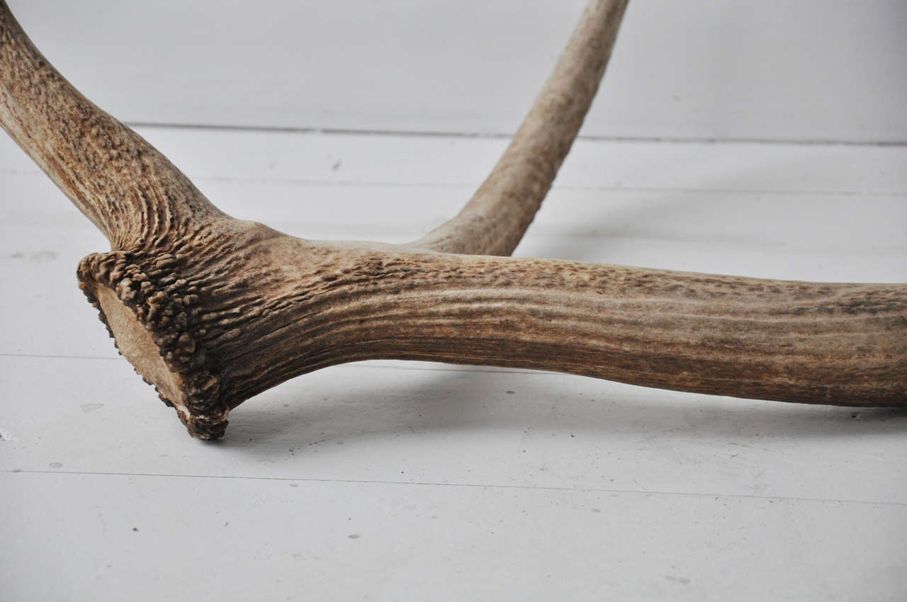 elk antlers drawing