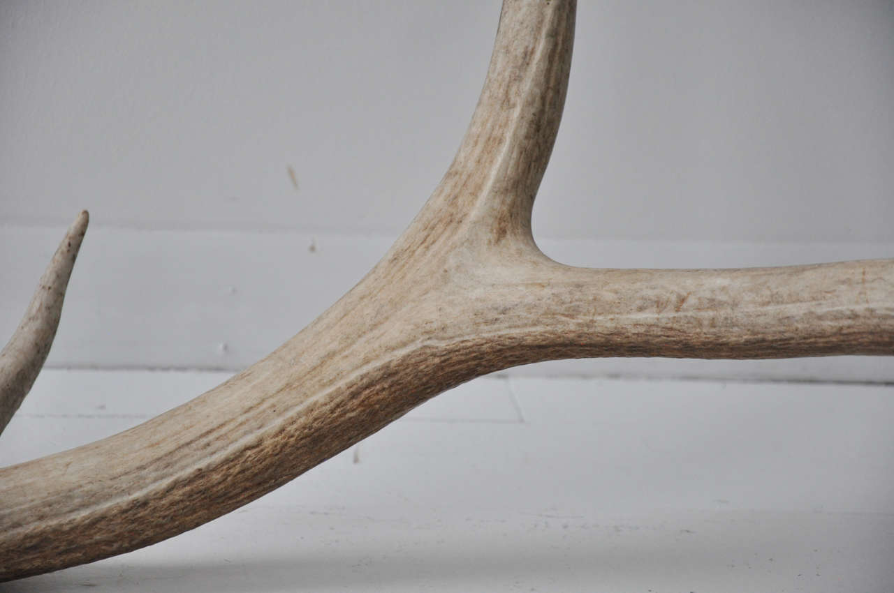 elk antler drawings