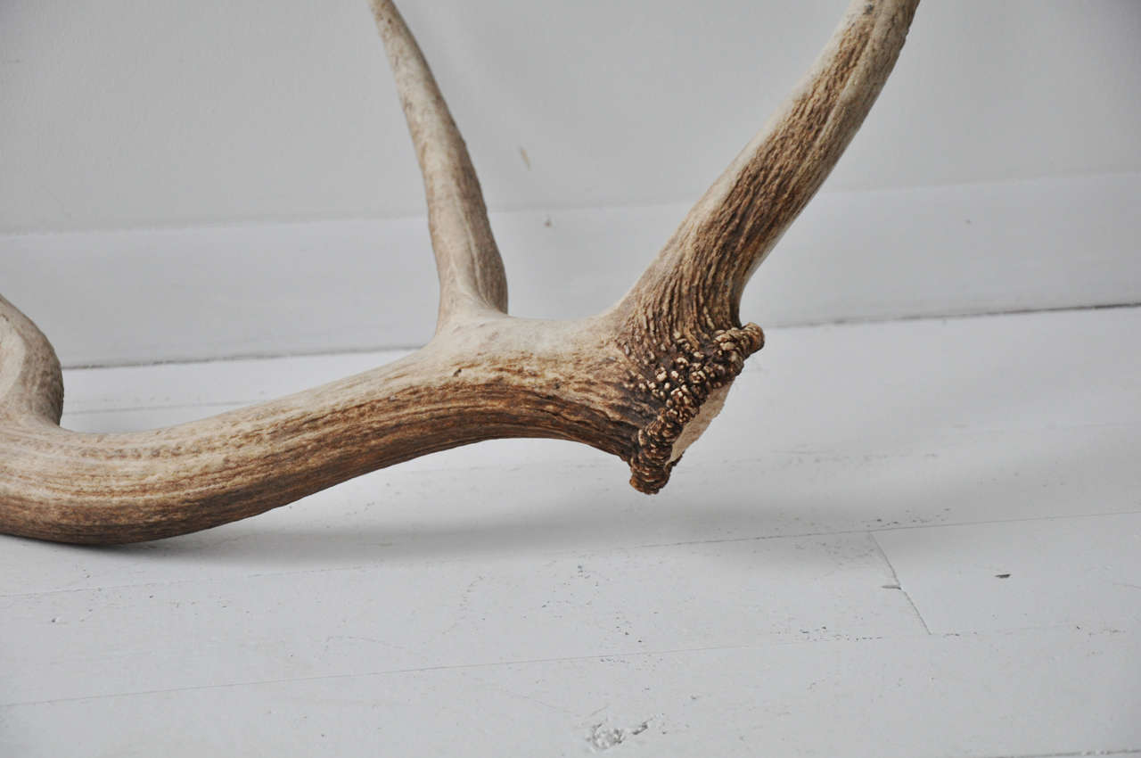 Pair of Elk Antlers In Excellent Condition In Phoenix, AZ