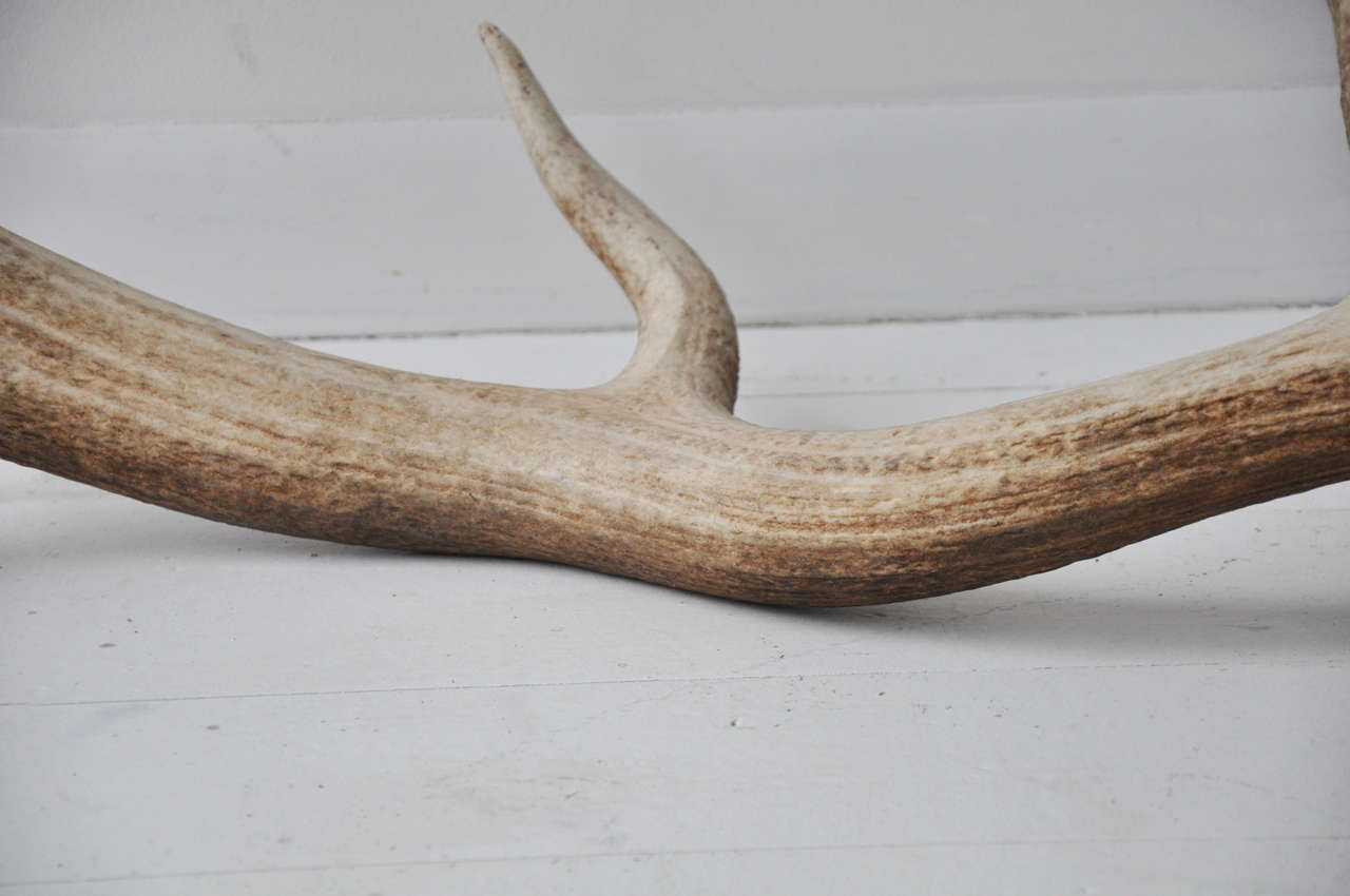 20th Century Pair of Elk Antlers