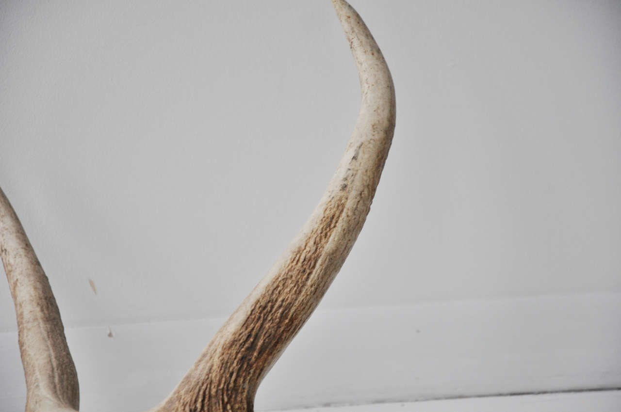 Pair of Elk Antlers 2