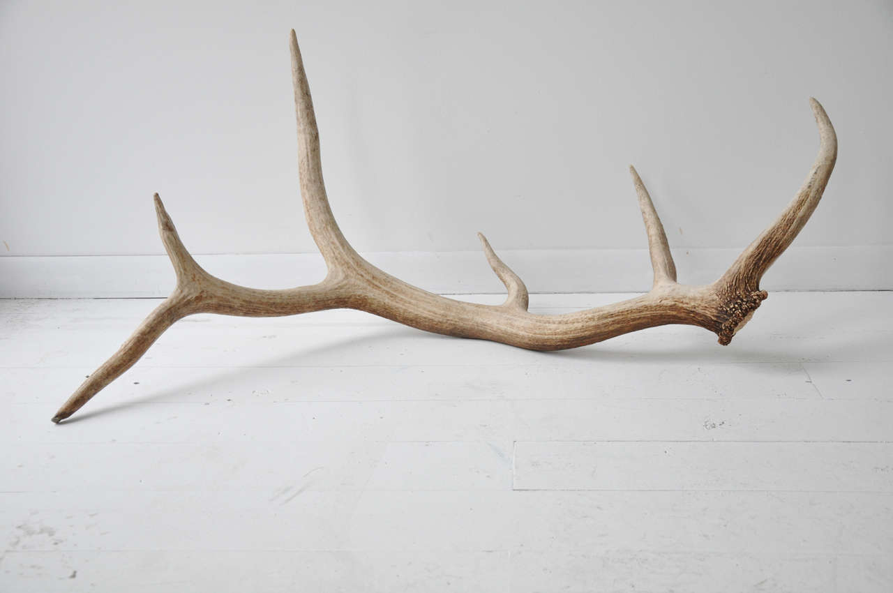Pair of Elk Antlers at 1stdibs