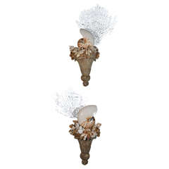 Shell Sconces