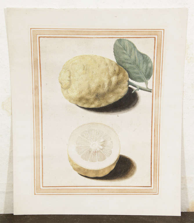 Rare Italian Watercolor of Lemons from the Museo Cartaceo