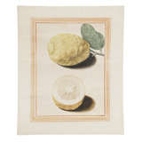 Rare Italian Watercolor of Lemons from the Museo Cartaceo