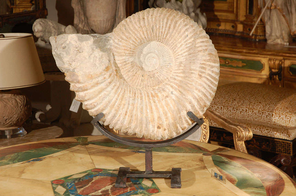 Fossilized shell of an ammonite.  Ammonites were predatory, squidlike creatures that lived inside coil-shaped shells. Ammonites first appeared about 240 million years ago and went extinct with the dinosaurs 65 million years ago.