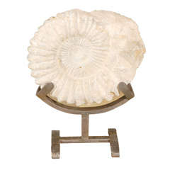 Ammonite On Iron Stand