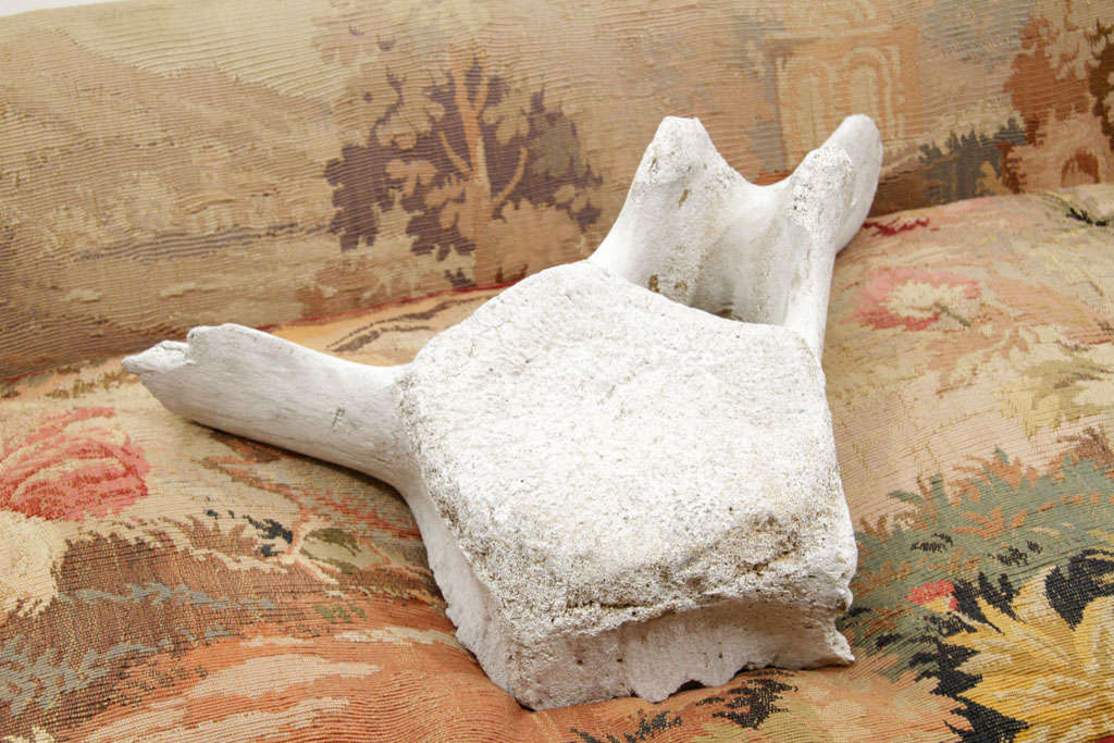 19th Century Whale Vertebrae