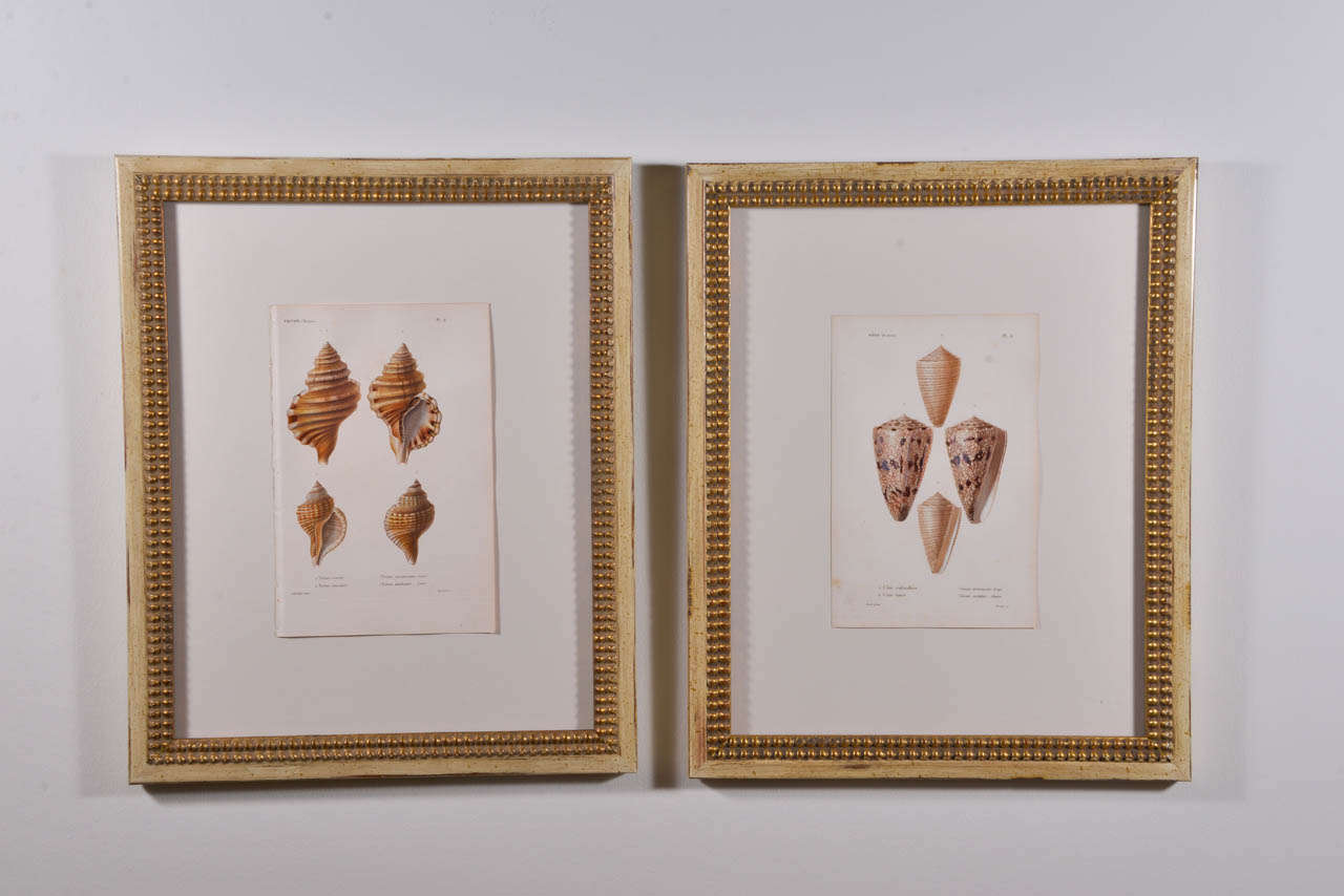 Pair of 19th C hand colored copper engravings originally from a book. Newly framed in a beaded gilt and cream wood finish.