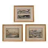 Set of Three Engravings of Marine Mammals