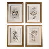 Set of 4 Botanical Engravings