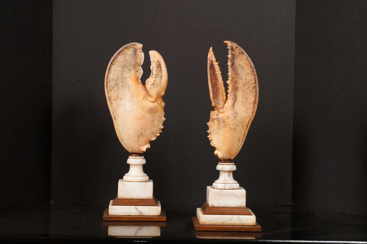 Unknown A Fasinating  Collection of Mounted Specimen Lobster Claws
