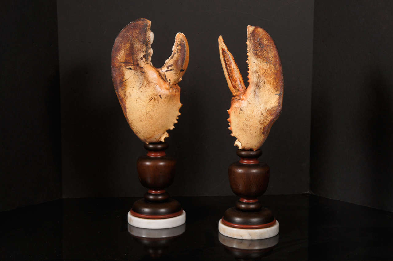 A Fasinating  Collection of Mounted Specimen Lobster Claws In Excellent Condition In Hudson, NY