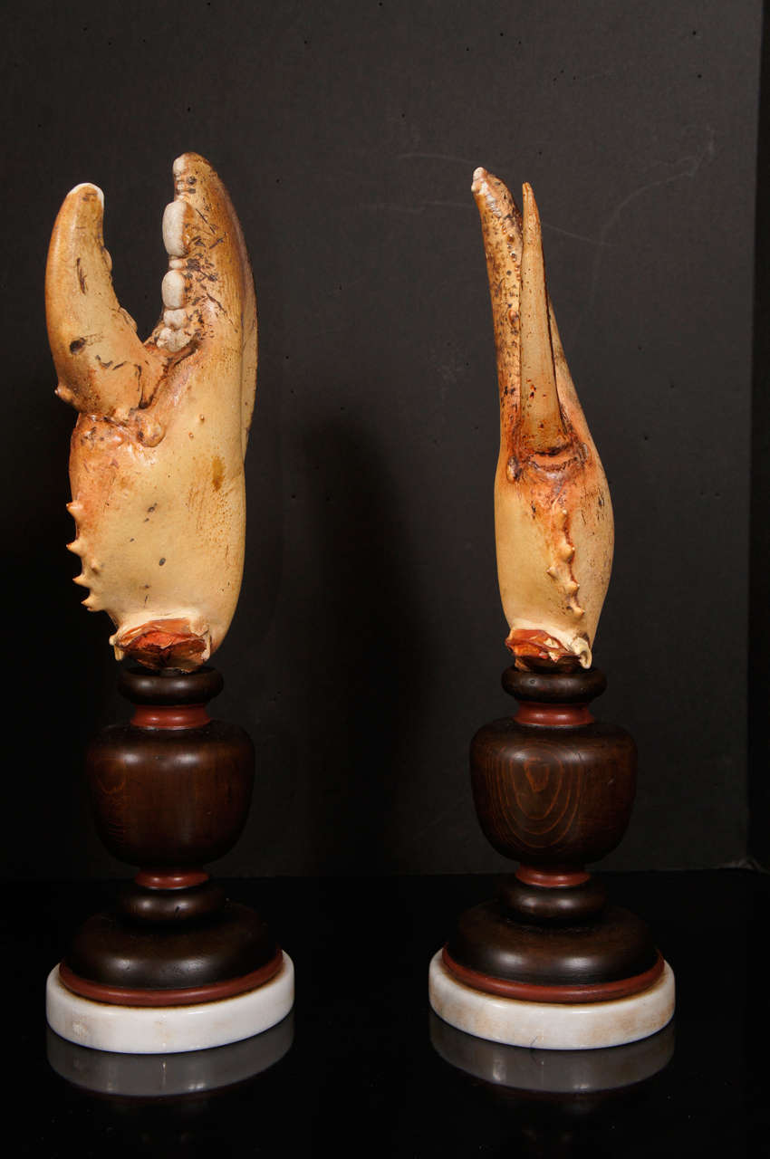 20th Century A Fasinating  Collection of Mounted Specimen Lobster Claws