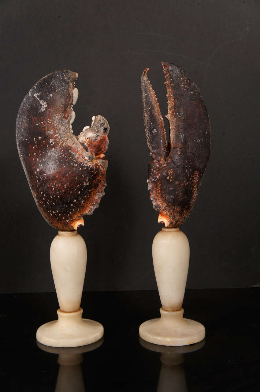 Marble A Fasinating  Collection of Mounted Specimen Lobster Claws
