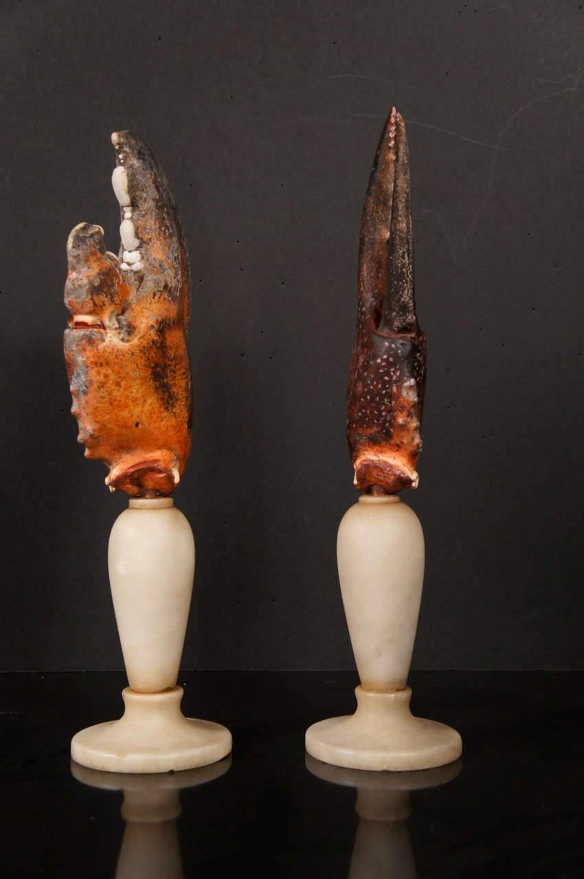 A Fasinating  Collection of Mounted Specimen Lobster Claws 1