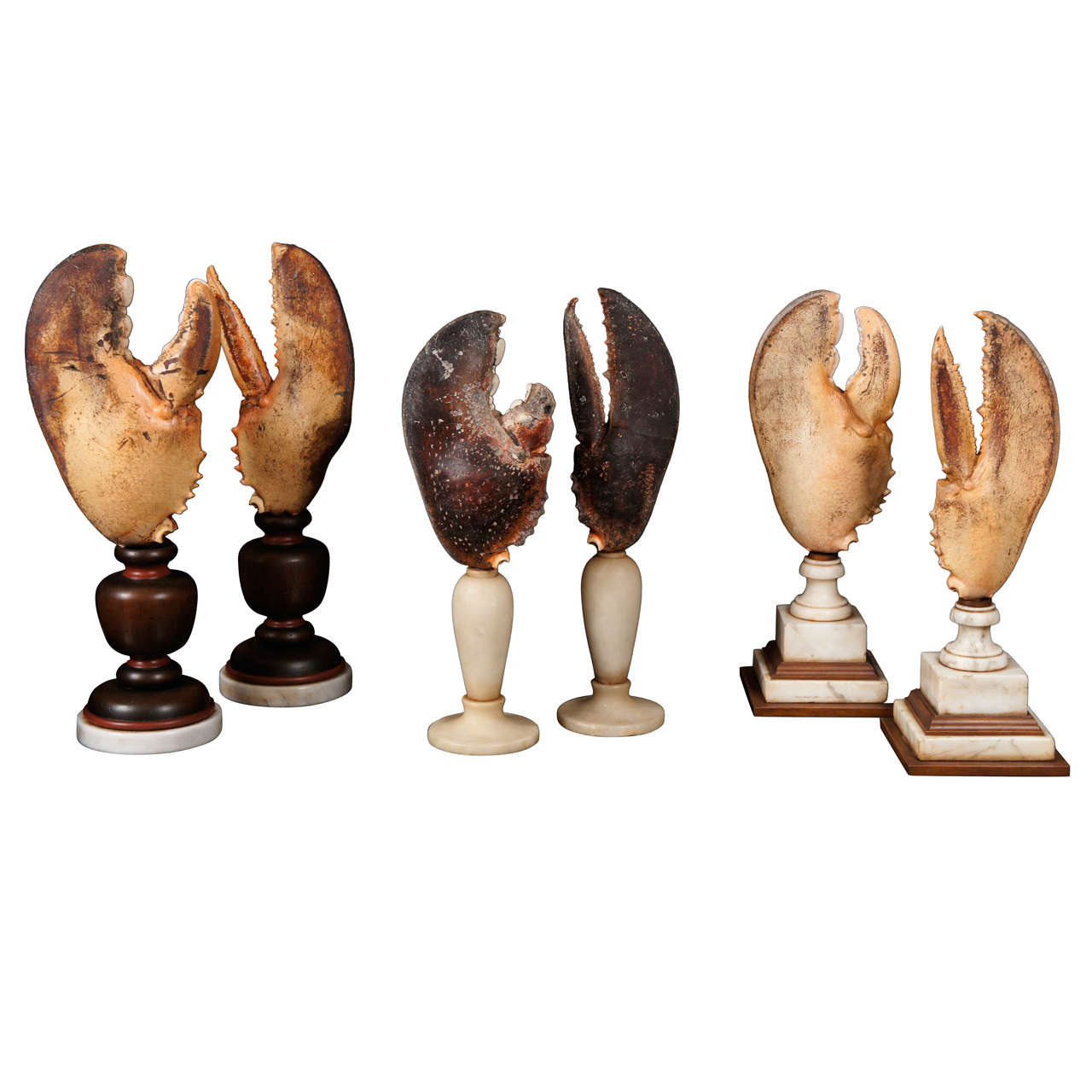 A Fasinating  Collection of Mounted Specimen Lobster Claws