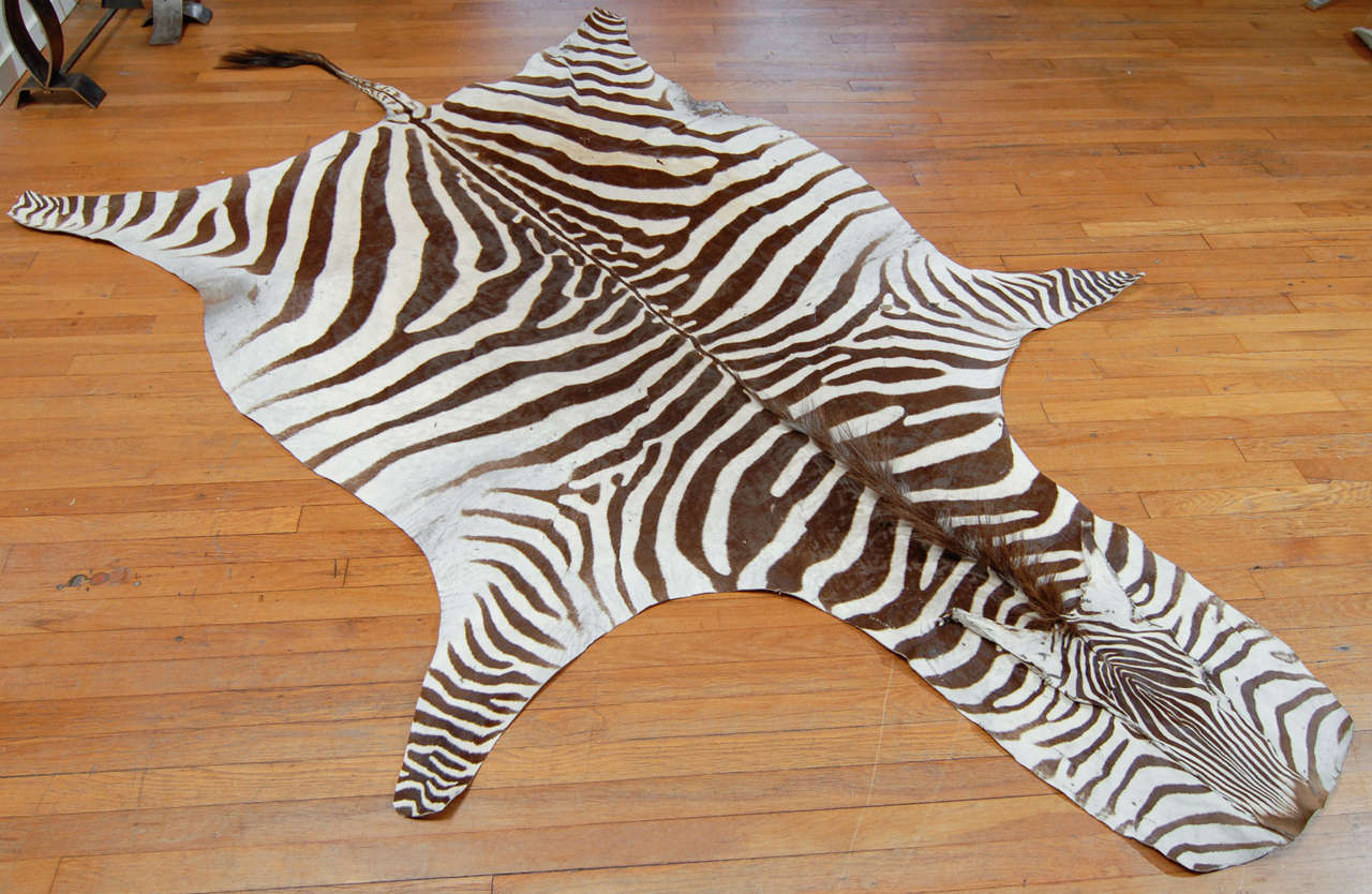 Brown and White Zebra Hide