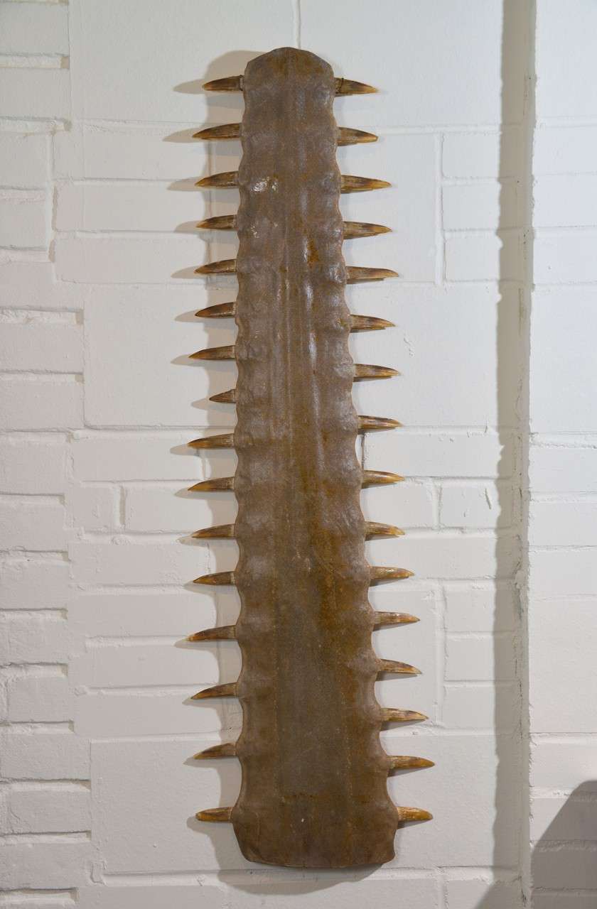 Very Large Sawfish Bill from mature fish.  