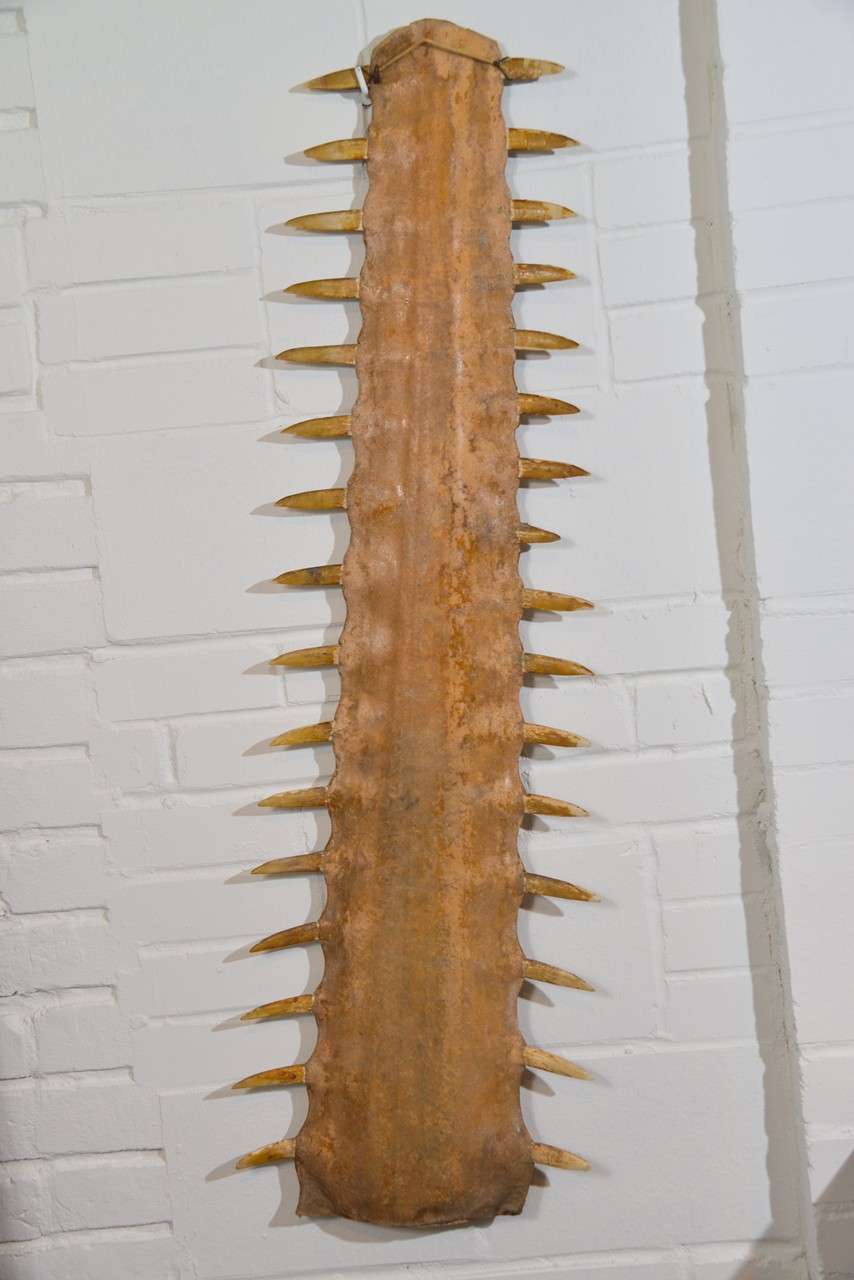 Unknown Very Large Sawfish Bill