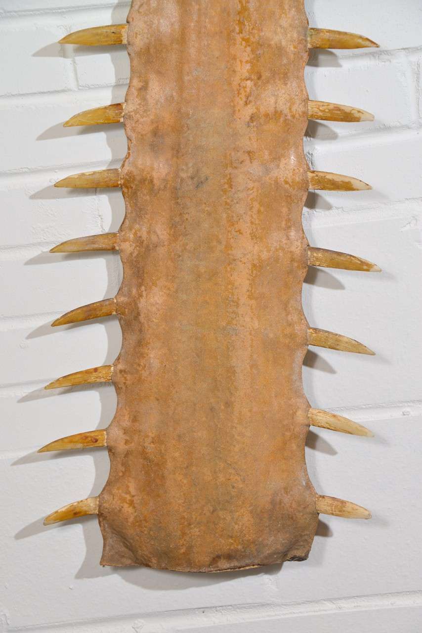 Very Large Sawfish Bill In Excellent Condition In Houston, TX