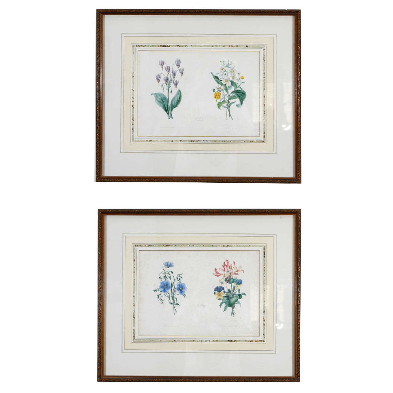 Set of Two Antique Botanical Prints For Sale