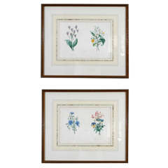 Set of Two Antique Botanical Prints