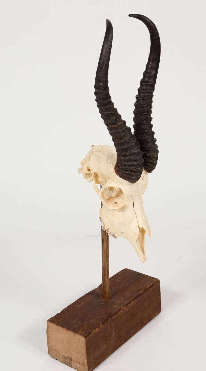 African springbok antelope skull mounted on stand.