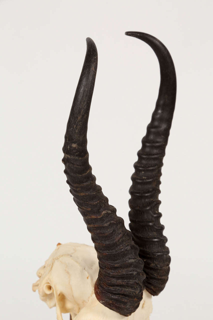 African Springbok Antelope Antlers 3