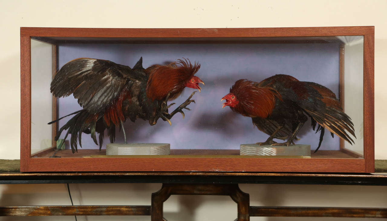 Vitrine with Two Fighting Game Cocks