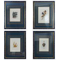 Set of Four Hand Painted English Studies of Coral