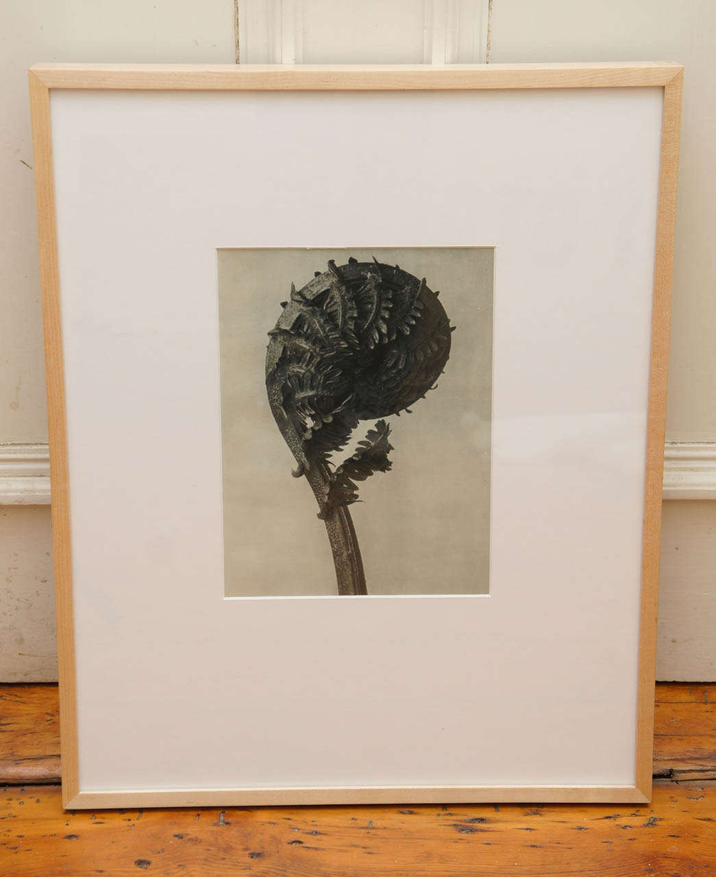 After Karl Blossfeldt (1865-1932) original botanical photogravure of a fern. From Urformen Der
Kunst, 1929 on woven paper with old binding at left margin edge and label from Atlantic
Gallery, Ltd., NY. Blond wooden frame. One of two available.