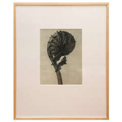 Reproduction Botanical Photograph after Karl Blossfeldt 6