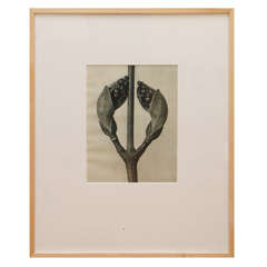 Reproduction Botanical Photograph after Karl Blossfeldt, 1 of 3 5
