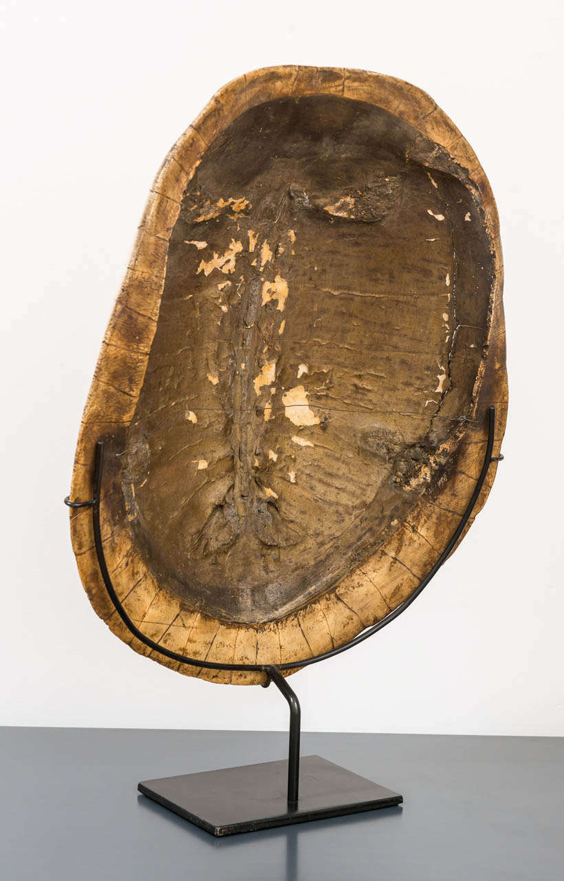 Bone Mounted  Antique Tortoise Shell