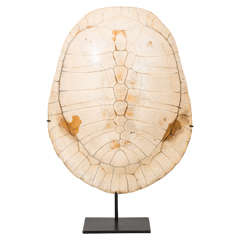 Mounted  Antique Tortoise Shell
