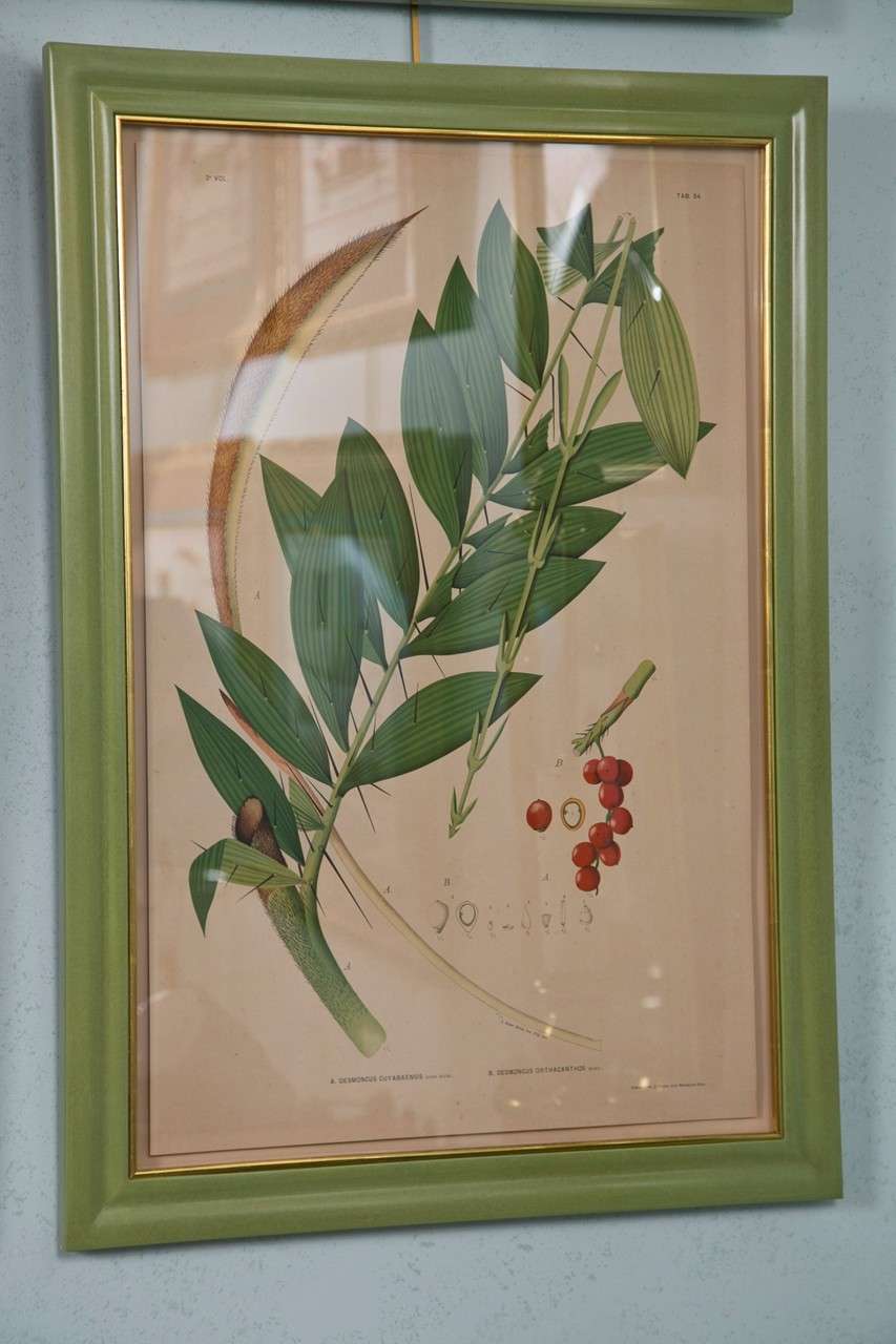 A set of 12 chromolithographs of Brazilian palms by Joao Rodrigues. Beautifully framed. $2,980 Per Pair.