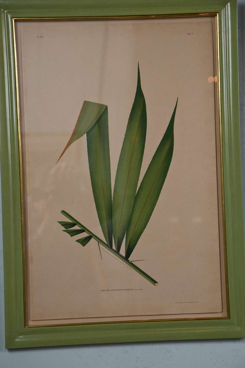 Images Of Brazilian Palms by Joao Rodrigues In Excellent Condition In Stamford, CT