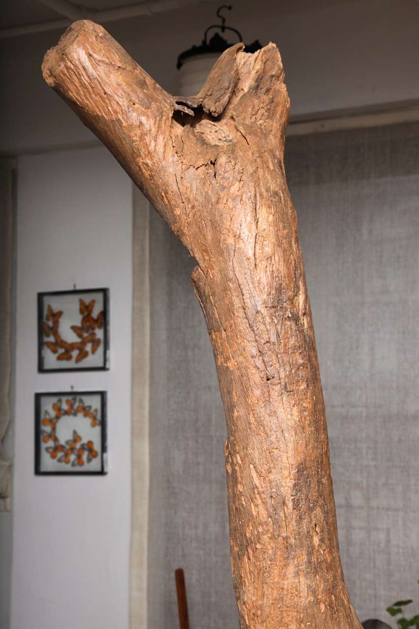 Dogon Ladders 4