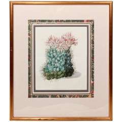 Framed Botanical