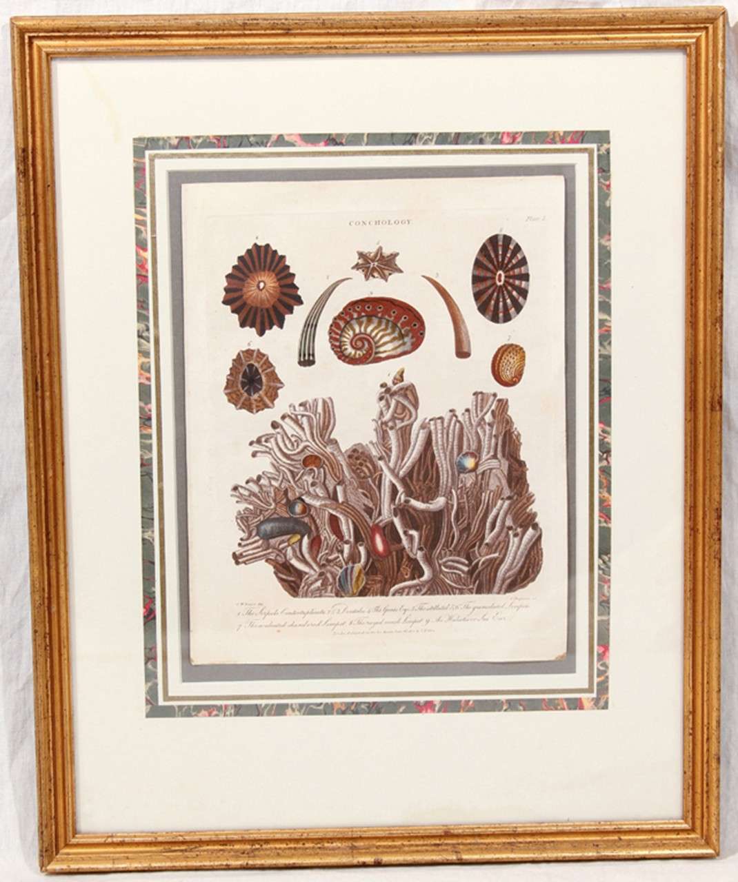 Framed Botanical