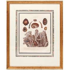 Antique Framed Botanical