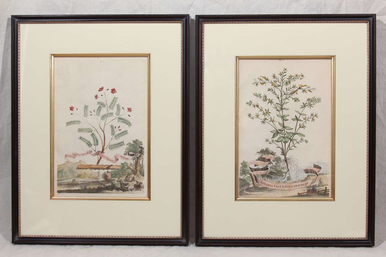 Munting Botanical Prints