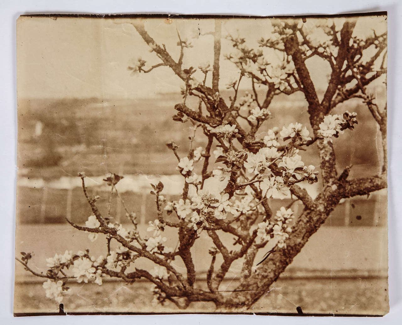 Albumen print from the period by Euge`ne Atget representing an apple tree branch in full blossom. Written on the back by the photographer : 'Branche de pommier, N°55.' (Apple tree, negative N°55)
1900 period.