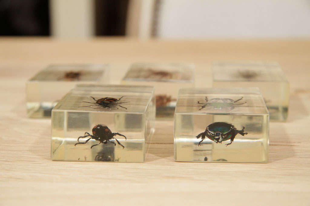 Bugs in Lucite casing. Can be sold separately.