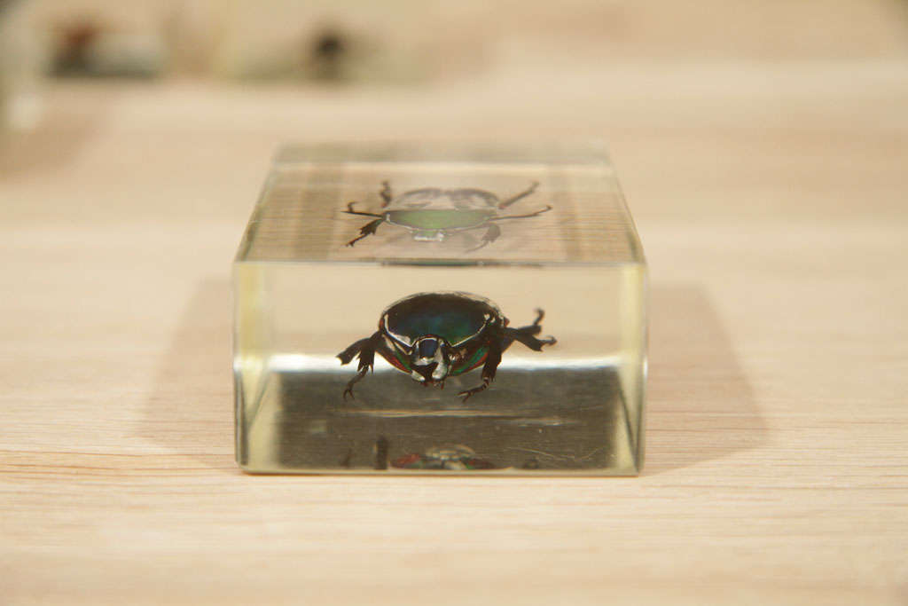 bugs in lucite